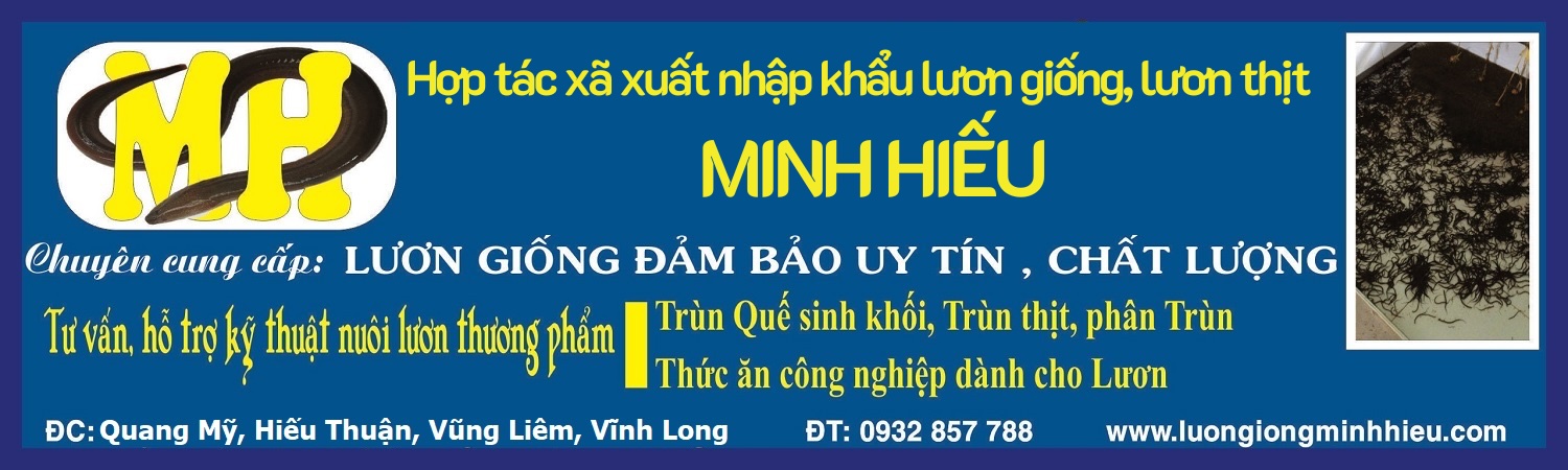 Lươn giống Minh Hiếu